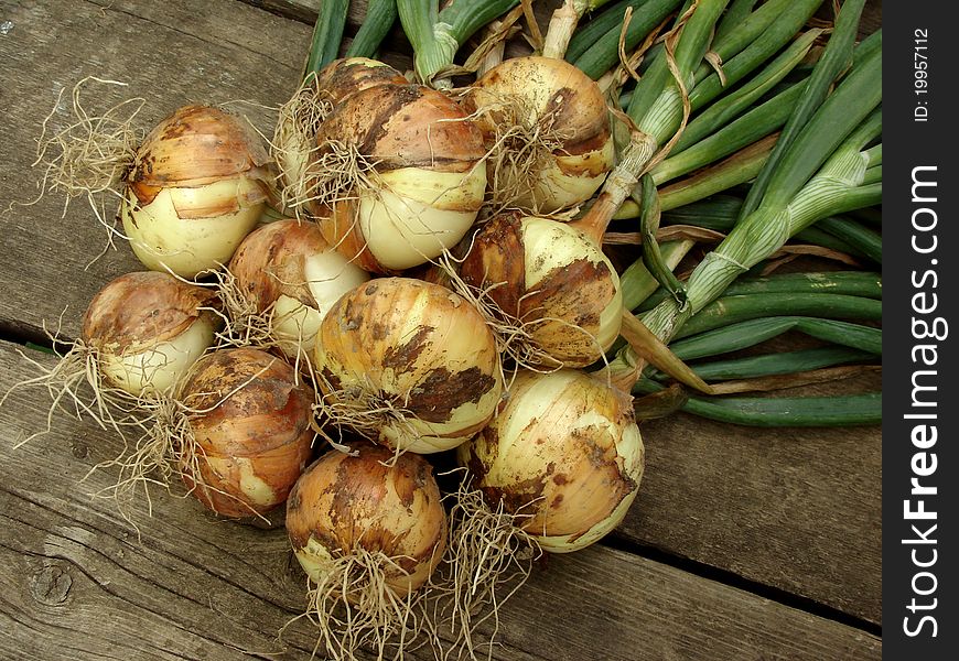Some fresh onion bulbs with tops