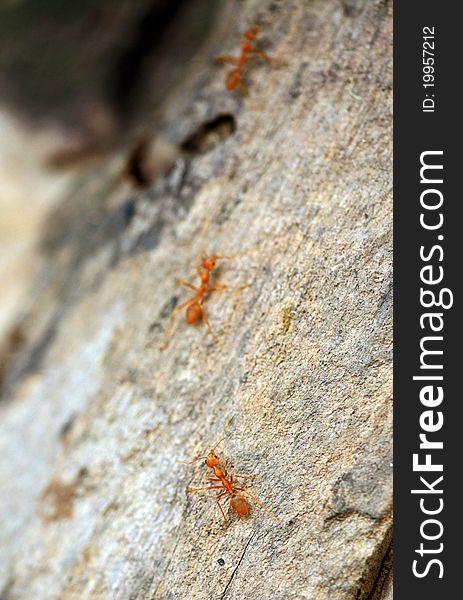 Closeup shot of chasing army ants.