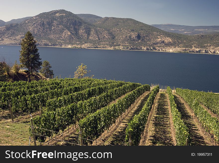 Okanagan Lake and vineyard in mountains. Okanagan Lake and vineyard in mountains