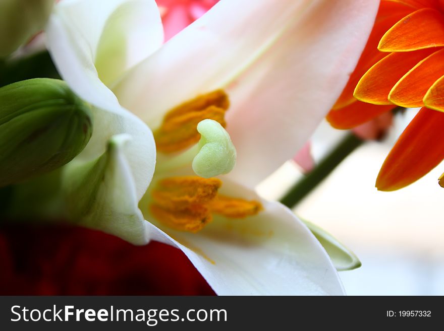Beautiful fresh flower white background with soft shadows, selective focus on part of lily