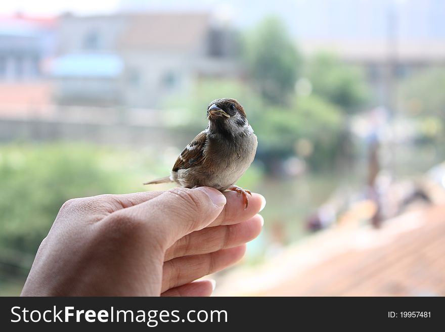 The litle sparrow on a palms.