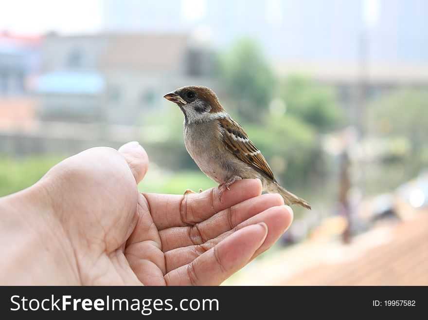 The Litle Sparrow