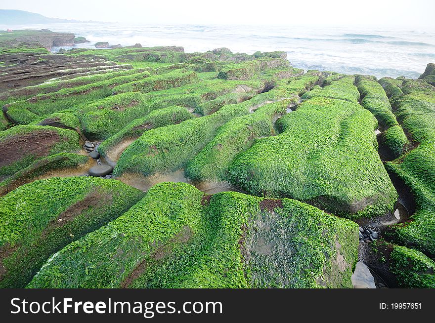 Green Seaweed