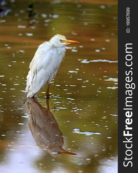 Egret With Reflection