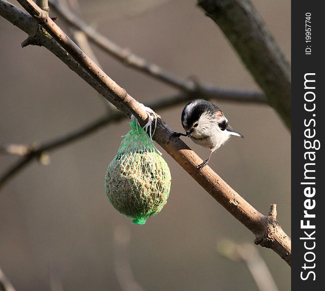 Aegithalos caudatus - Long-tailed Tit on a tree