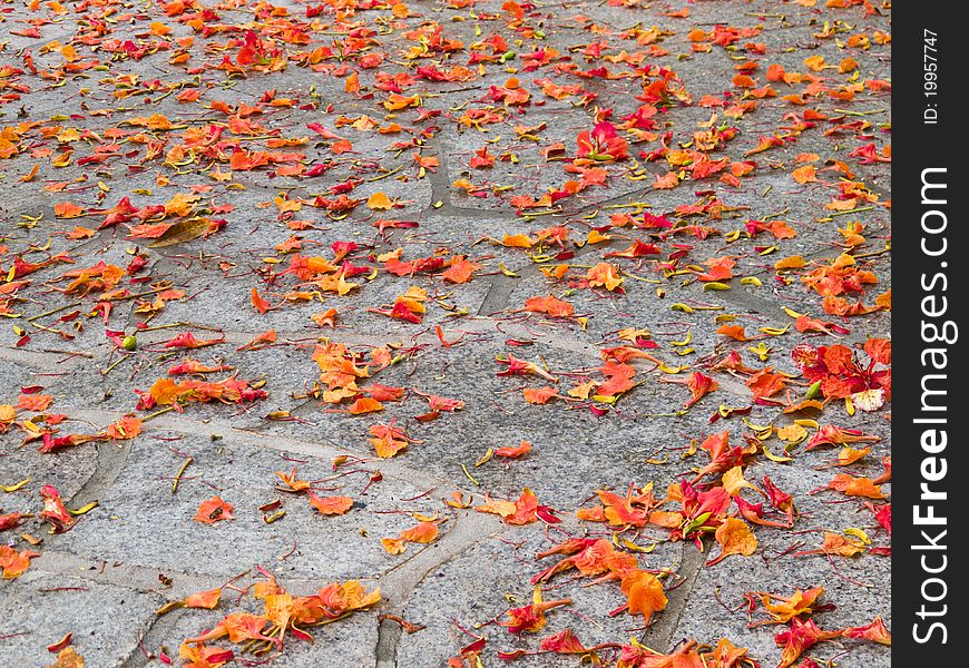 Flower petals on grey stone garden path fallen from trees. Flower petals on grey stone garden path fallen from trees