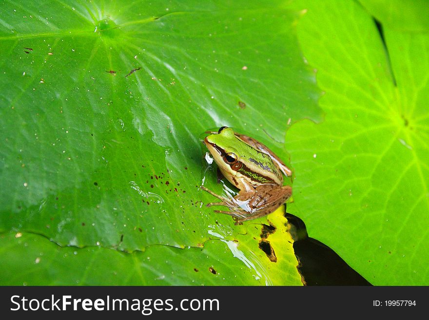 Green frog rest on a lily leaf