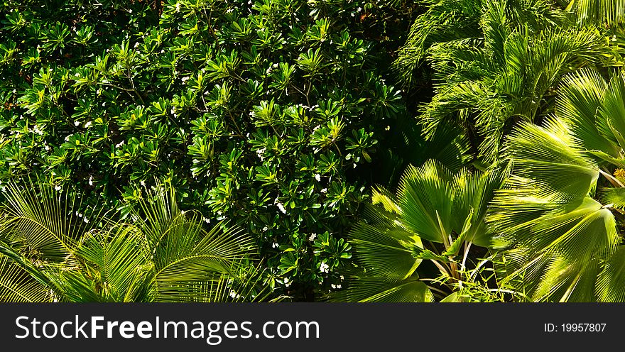 Dense green tropical plants and foliage, palm trees banner. Dense green tropical plants and foliage, palm trees banner