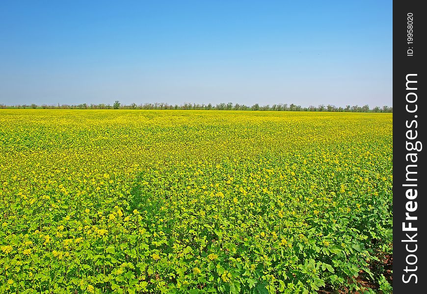 Spring Field With Yellow Flowers