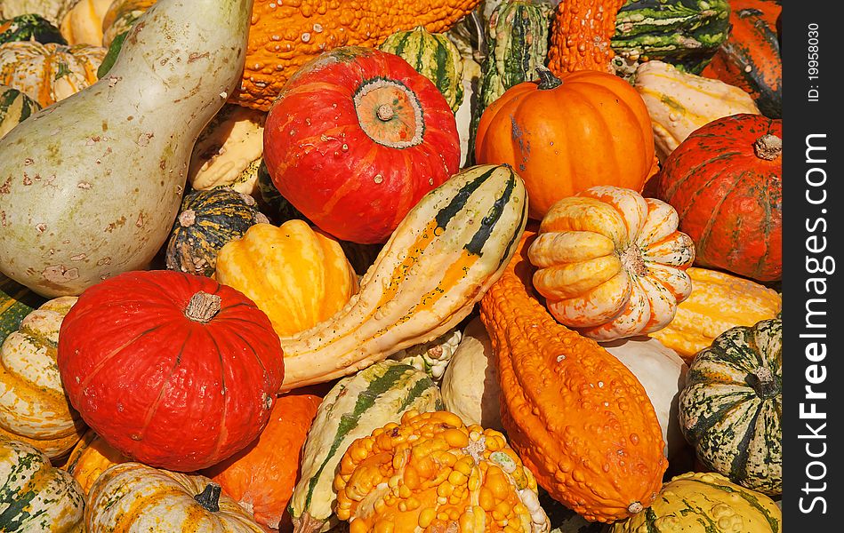 Colorful Pumpkins