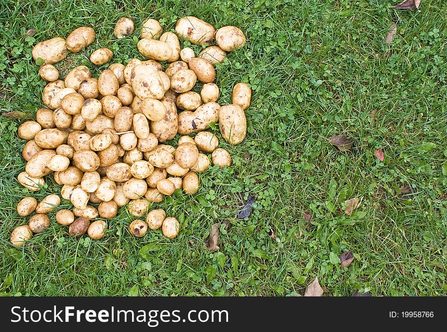 Potatoes scattered on the green grass