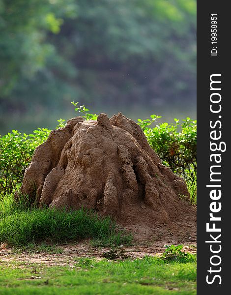 Mud termite house in garden.