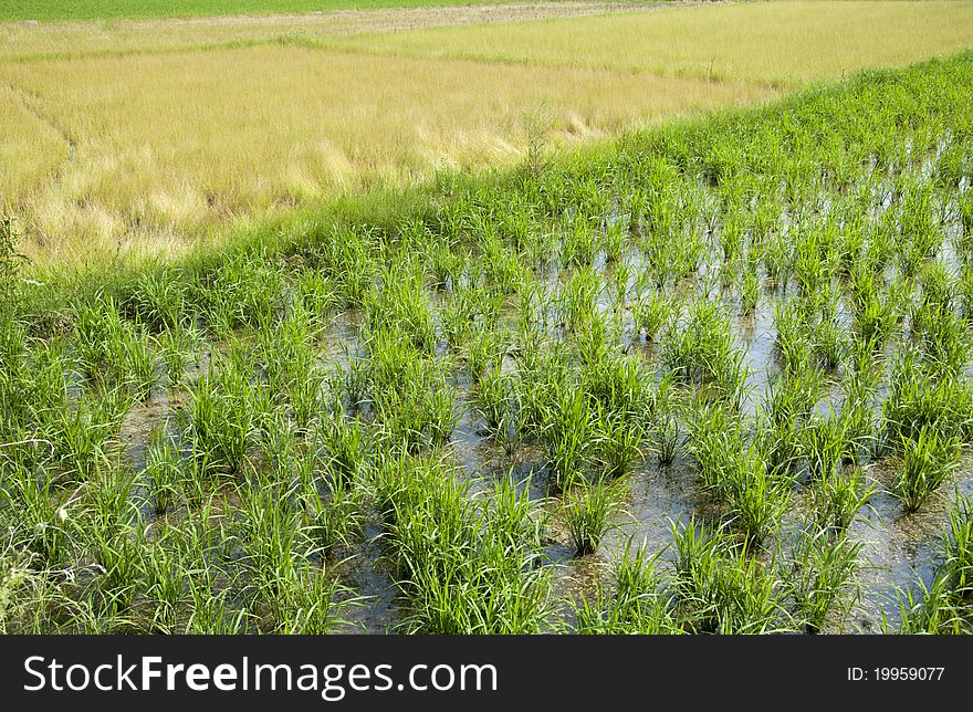 Rice And Weeds