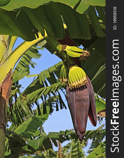 Purple Banana Flower And Newborn Fruits