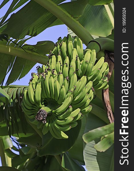 Closeup head of bananas on banana tree