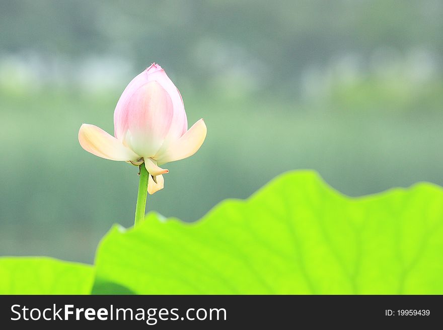 Pink lotus flower