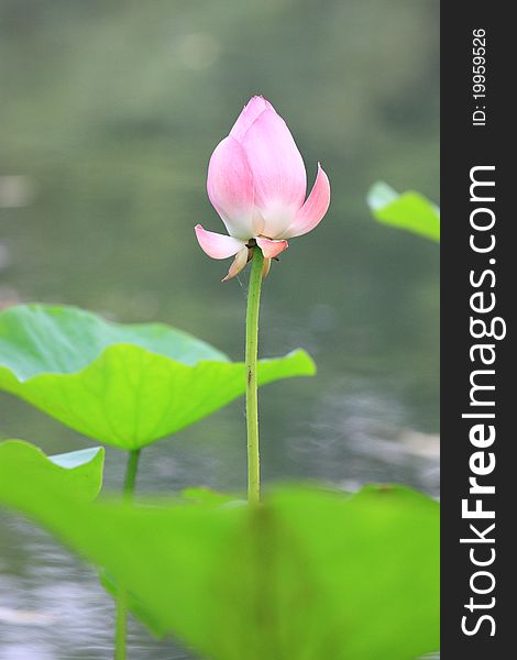 The pink lotus with green leaf. The pink lotus with green leaf