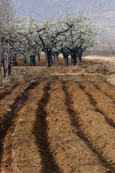 Pear Woods And Fields Stock Photography Pear Woods And Fields Stock Photography