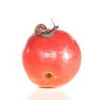 The Snail Creeps On An Apple Stock Photography