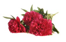 The Bouquet Of Peonies Royalty Free Stock Photos The Bouquet Of Peonies Royalty Free Stock Photos