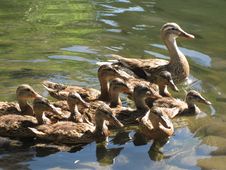 Mother Duck With Babies Royalty Free Stock Photo