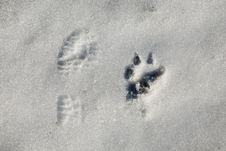 Funny Foot Prints Stock Photo Funny Foot Prints Stock Photo