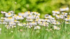 Bush Daisies Royalty Free Stock Photography Bush Daisies Royalty Free Stock Photography