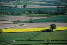 Field Of Oilseed Rape Royalty Free Stock Photography Field Of Oilseed Rape Royalty Free Stock Photography