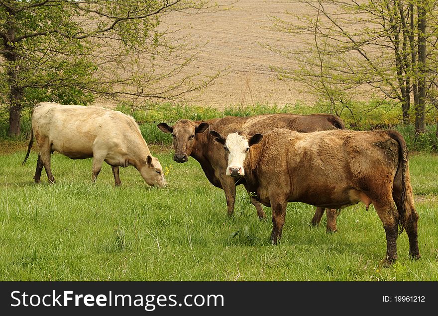 Three cows grazing in a farm pasture. Three cows grazing in a farm pasture
