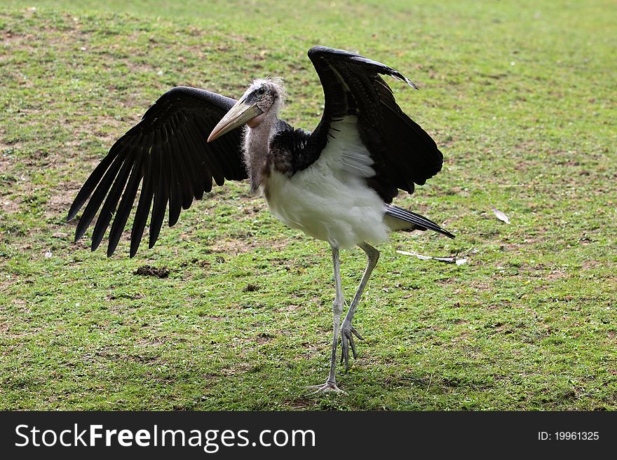 Strolling Marabou Stork