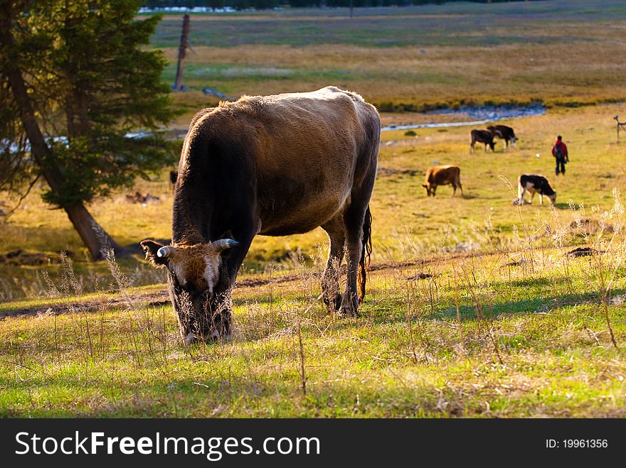 This is China's xinjiang region kanas cattle, every fall, their herds will also, to find a more dense pasture place. This is China's xinjiang region kanas cattle, every fall, their herds will also, to find a more dense pasture place