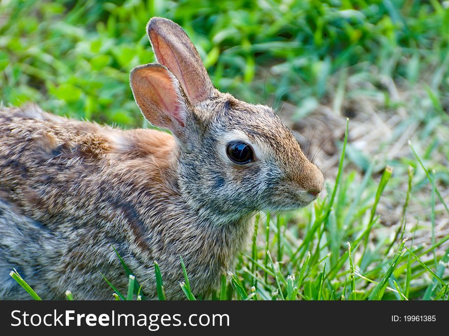 Closeup of rabbit eating grass in yard