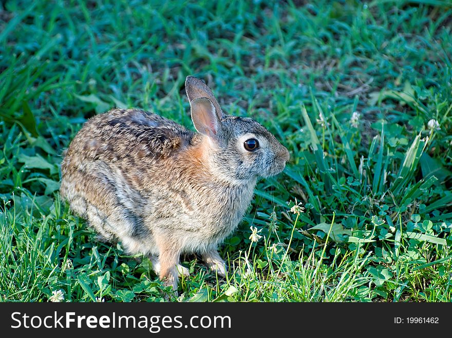 Closeup of rabbit in a yard in Kansas