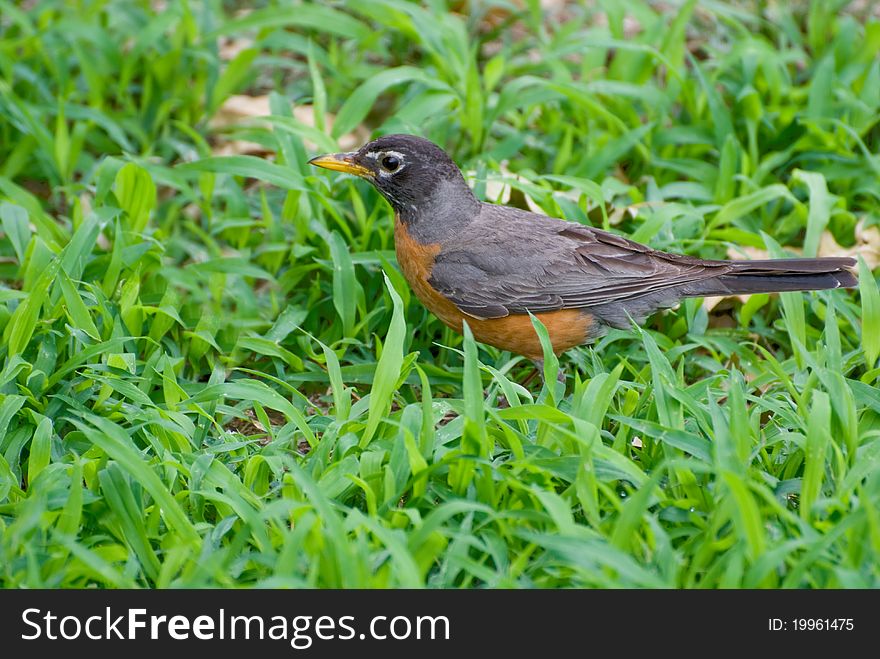 Closeup of robin in a yard in Kansas