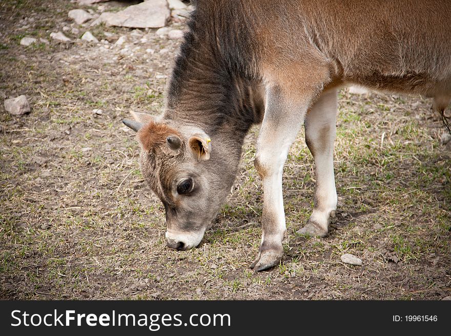 Young calf feeding on a field
