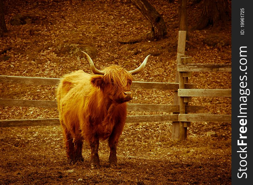 Long Horned Cow On A Field