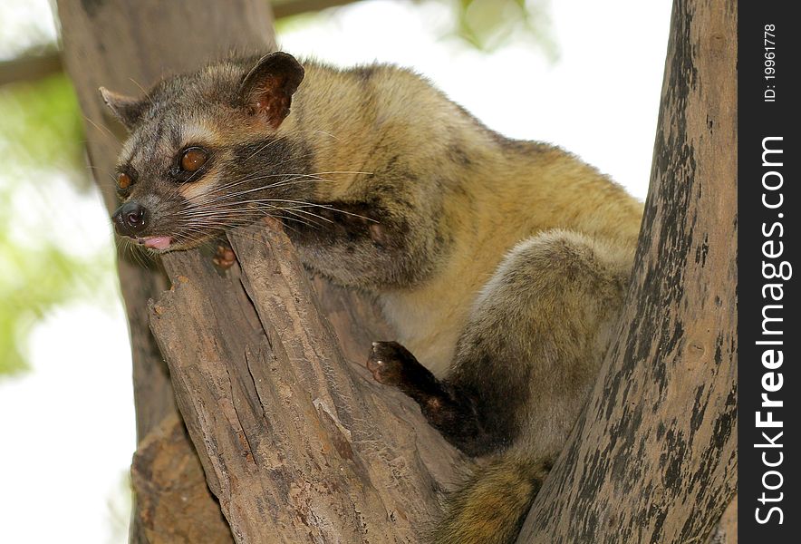 Closeup shot of suricata resting on tree top.