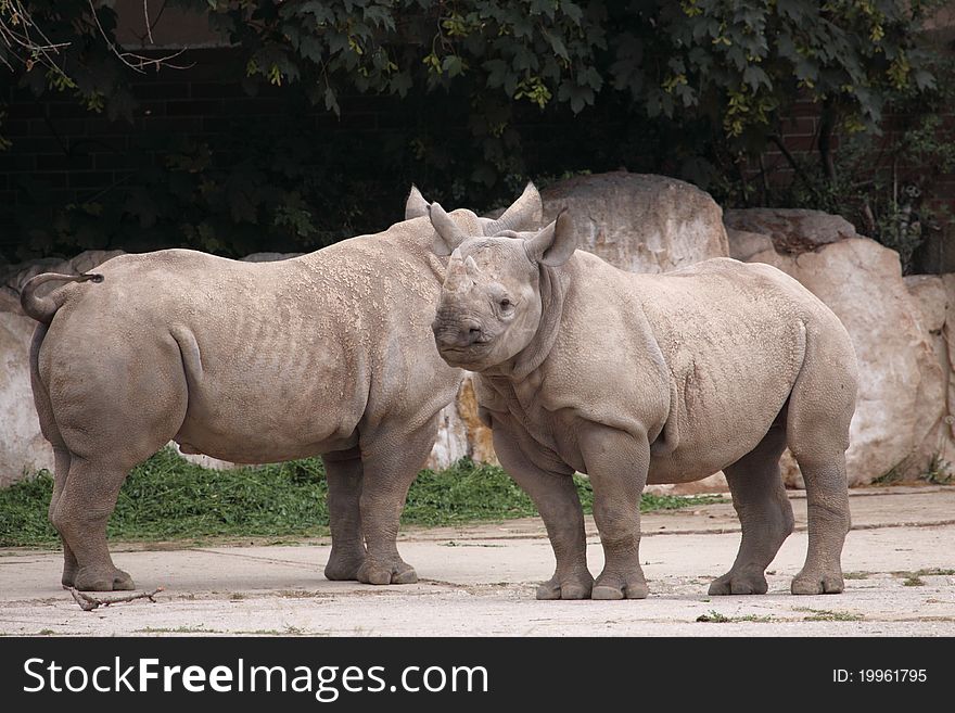 The couple of white rhinos.