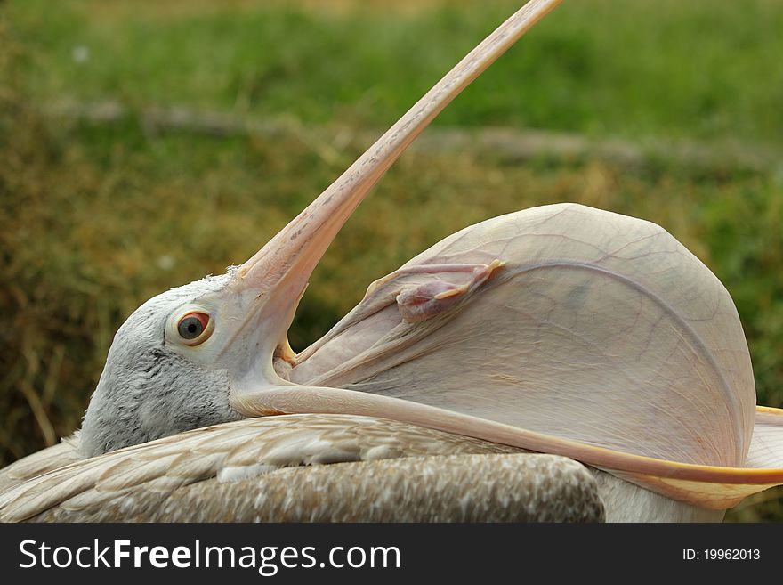The detail of spot billed pelican with the wide open beak. The detail of spot billed pelican with the wide open beak.
