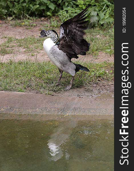 The knob-billed duck (Sarkidiornis melanotos) spanning its wings.