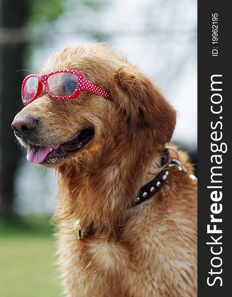 A golden retriever swearing glasses