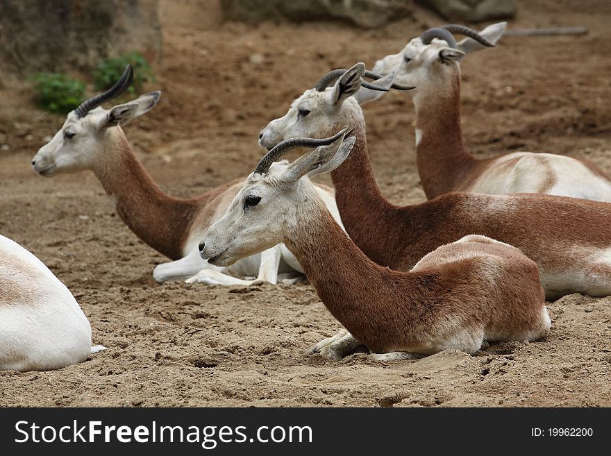 Addax