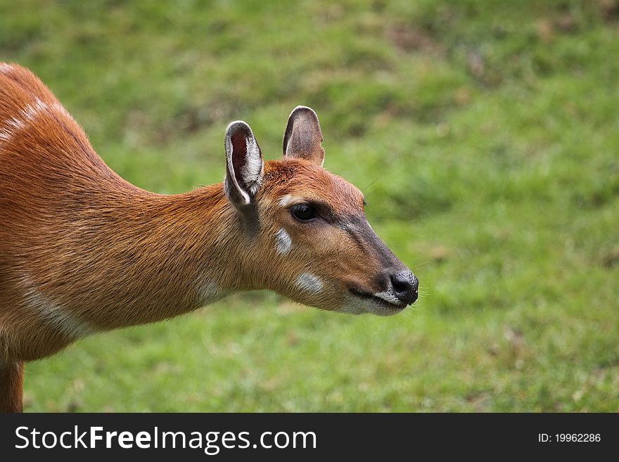 The detail of sitatunga head.