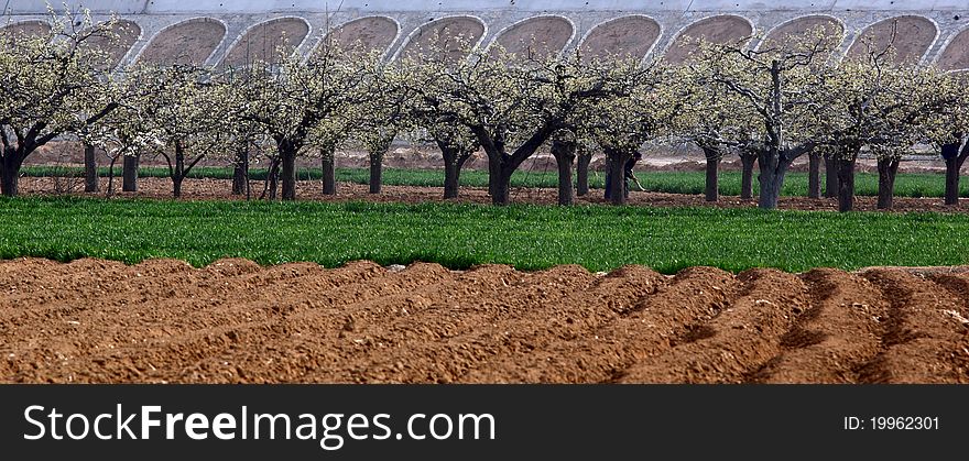 Pear woods is blooming in spring.