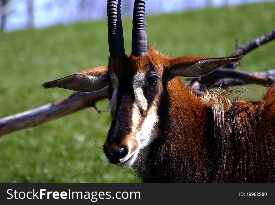 One Sable Antelope with grass field in the background