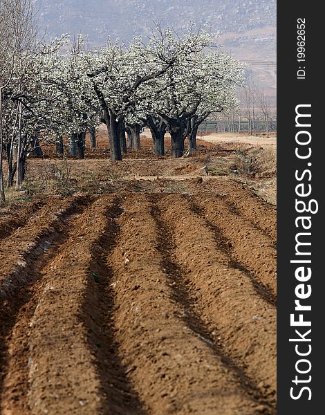 Pear woods is blooming in spring. Pear woods is blooming in spring.