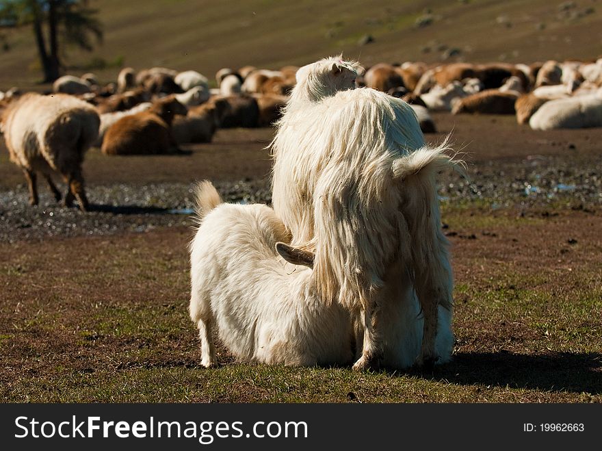 The grassland, a group of sheep in the freedom of eat grass this picture was taken in xinjiang region of xinjiang in China