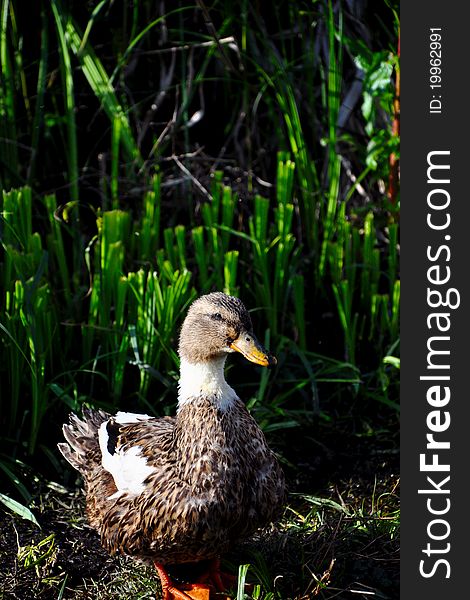 Water duck in Dal Lake, Kashmir India