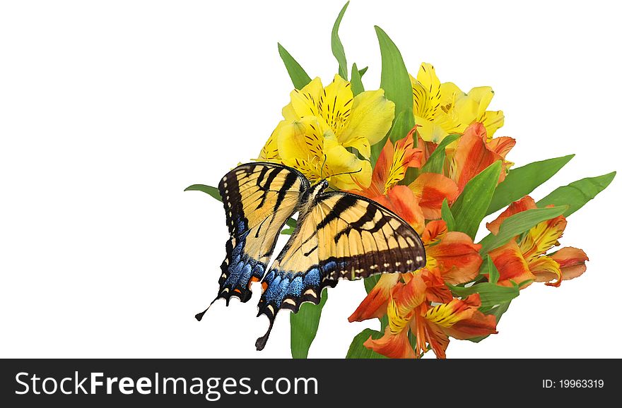 Eastern Tiger Swallowtail with Yellow and Orange Flowers on White Background