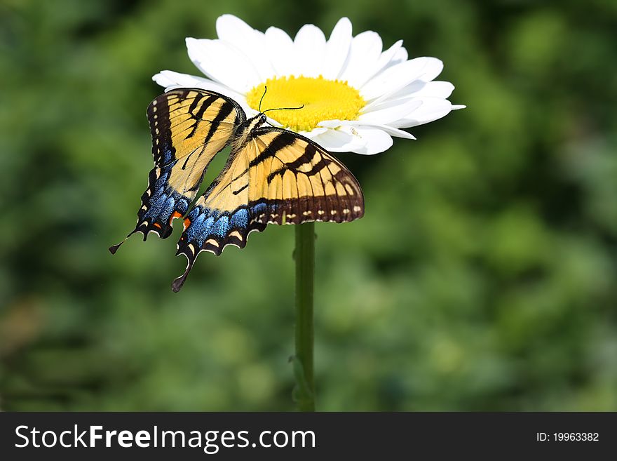 Eastern Tiger Swallowtail Feeding on a Beautiful Flower